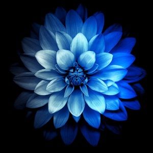 Meet your Posher, Toni